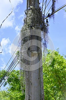 Tillandsia usneoides growing on the pole photo