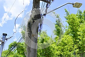 Tillandsia usneoides growing on the pole in sunny day photo