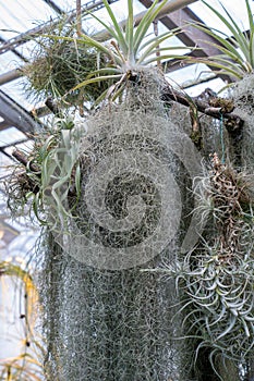 Tillandsia usneoides plant. Hanging epiphytic Spanish moss and other bromeliads on tree trunk