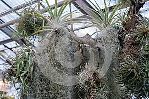 Tillandsia usneoides plant. Hanging epiphytic Spanish moss and other bromeliads on tree trunk
