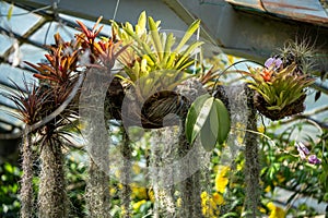 Tillandsia usneoides plant. Hanging epiphytic Spanish moss and other bromeliads on tree trunk