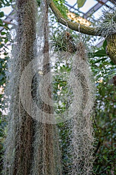 Tillandsia usneoides plant. Hanging epiphytic Spanish moss and other bromeliads on tree trunk