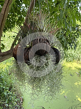 Tillandsia usneoides plant in nature garden