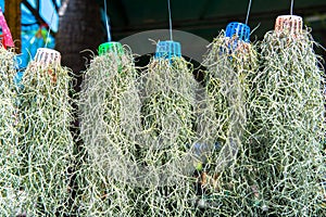 Tillandsia usneoides plants