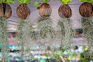 Tillandsia usneoides plants