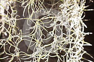 Tillandsia usneoides,Spanish moss closeup background