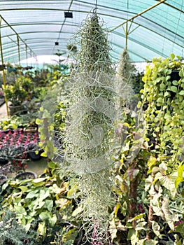 Tillandsia usneoides Spanish moss hanging in a greenhouse