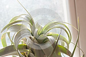 Tillandsia xerographica, the sky plant - epiphyte without root