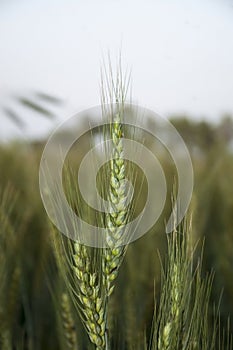 the tillers of the wheat plant