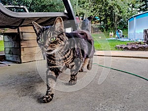 Cat walking