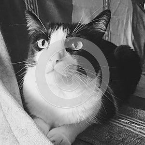 Tilo Cat photo