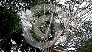 Tilt down. Big trees with branch and leaf in national park.