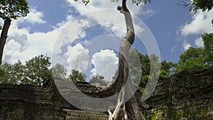 Tilt down clip of a tall tree growing in ta prohm temple at angkor wat
