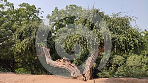 Tilt old tree at Modhera Sun Temple, Gujarat