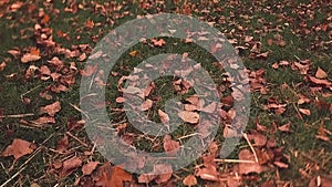 Tilt shift blur, the movement of the camera over a lawn with fallen leaves that the wind rises and carries away