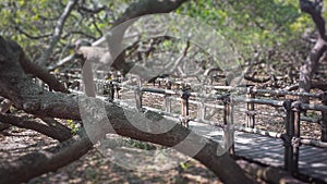 Tilt shift effect of wooden walkway in the largest cashew tree of the world photo