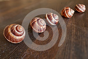 Tilt-Shift escargots on a wooden table.