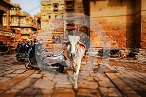 Tilt shift lens - Cow on street in India. Constitution of India mandates the protection of cows. Rajasthan, India. Jaisalmer Fort