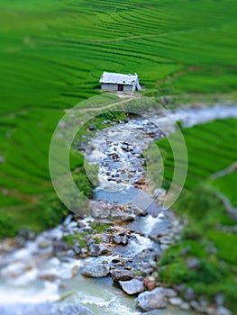 Tilt Shift Of a Rice Farm