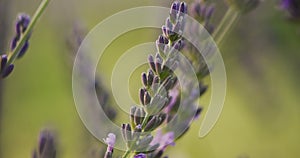 Tilt shot: Lavandin bushes on the field, medicinal plant and beautiful field. Close-up shot