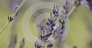 Tilt shot: Lavandin bushes on the field, medicinal plant and beautiful field. Close-up shot