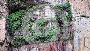 tilt up clip of ferns growing on a cliff at katherine gorge