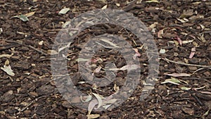 Tilt up shot of a floor of wooden bark at the forest