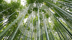 Tilt up view of Bamboo forest, Arashiyama, Kyoto, Japan