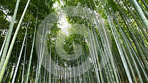 Tilt up view of Bamboo forest, Arashiyama, Kyoto, Japan
