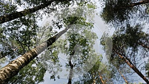 Tilt up View of the forest landscape with green tall trees, blue sky, bright sun in beautiful summer morning day