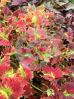 Tilt a Whirl Coleus - Solenostemon scutellarioides