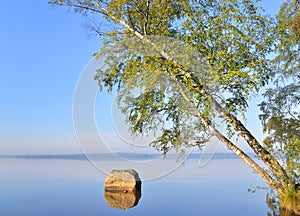 Tilted birch over lake water.