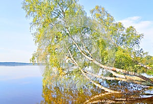 Tilted birch over lake water.