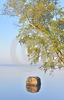 Tilted birch over lake water.