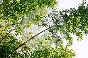 Tilted bright green bamboo on a sunny day