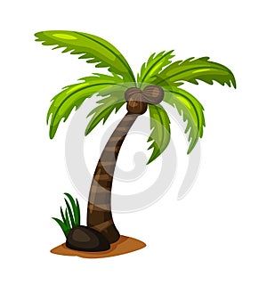 Tilted coconut palm tree isolated on white background