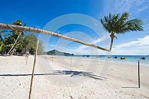 Tilted coconut tree landmark of Tao island in Thailand