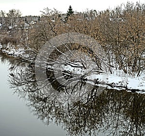 Tilted and fallen trees on the riverbank in winter, countryside