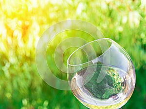 Tilted glass of white dry wine on green foliage vines background. Golden sunlight. Authentic lifestyle image