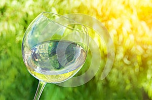 Tilted glass of white dry wine on green foliage vines background in summer golden sunlight. Local produce organic production