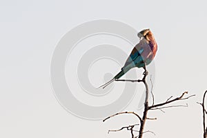 Tilted Head Lilac-breasted Roller