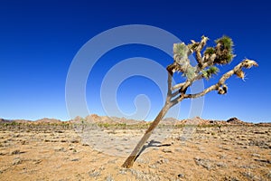 Tilted Joshua Tree