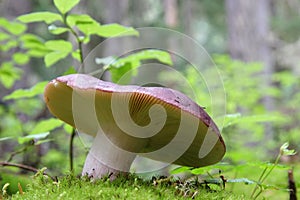 Tilted Mushroom