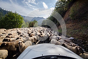 Tilted view of sheared sheep on rural road with a car trying to pass. One sheep is looking at the camera. Azerbaijan Masalli