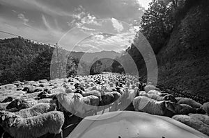Tilted view of sheared sheep on rural road with a car trying to pass. One sheep is looking at the camera. Azerbaijan Masalli