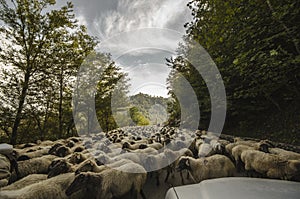 Tilted view of sheared sheep on rural road with a car trying to pass. One sheep is looking at the camera. Azerbaijan Masalli