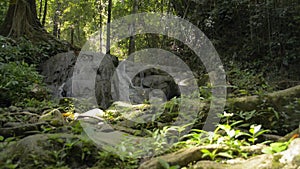 Tilting shot of tropical forest with waterfall flowing through the rock among green vegetation.