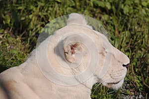 Timbavati white lion