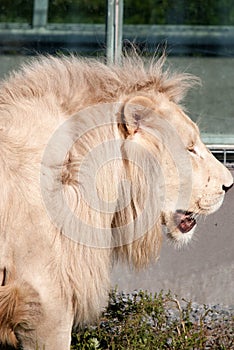 Timbavati white lion