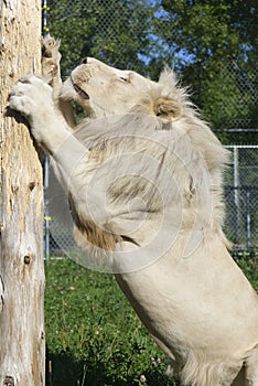 Timbavati white lion